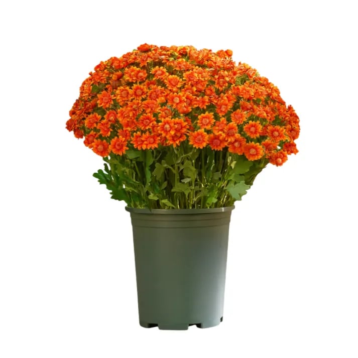 đ„Sista dagen! Endast 39 SEK styck â Konstgjorda utomhusblommor "Sunset Mums" â UV-bestĂ€ndiga, vattentĂ€ta och vindresistenta