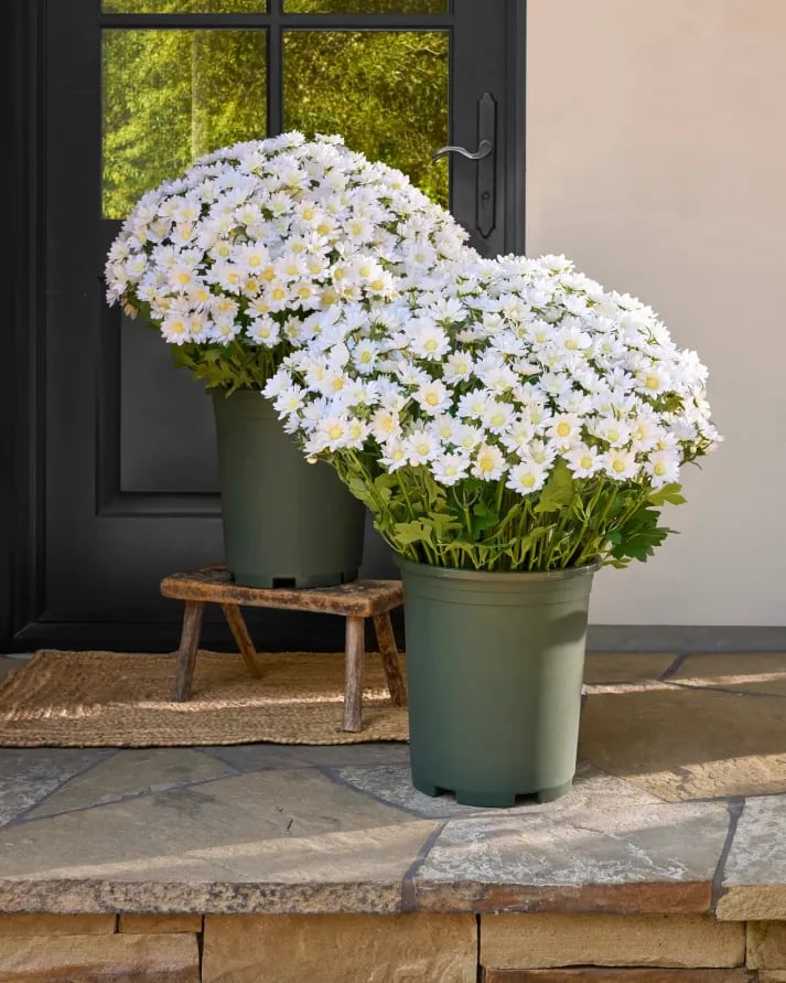 đ„Sista dagen! Endast 39 SEK styck â Konstgjorda utomhusblommor "Sunset Mums" â UV-bestĂ€ndiga, vattentĂ€ta och vindresistenta