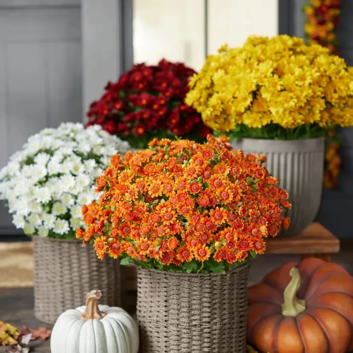 đ„Sista dagen! Endast 39 SEK styck â Konstgjorda utomhusblommor "Sunset Mums" â UV-bestĂ€ndiga, vattentĂ€ta och vindresistenta