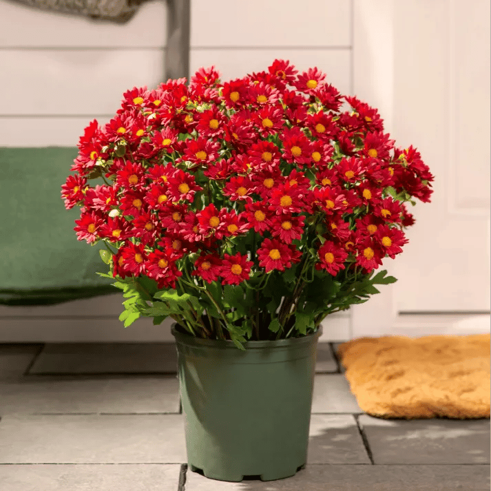 đ„Sista dagen! Endast 39 SEK styck â Konstgjorda utomhusblommor "Sunset Mums" â UV-bestĂ€ndiga, vattentĂ€ta och vindresistenta