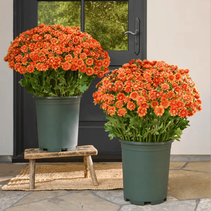 đ„Sista dagen! Endast 39 SEK styck â Konstgjorda utomhusblommor "Sunset Mums" â UV-bestĂ€ndiga, vattentĂ€ta och vindresistenta