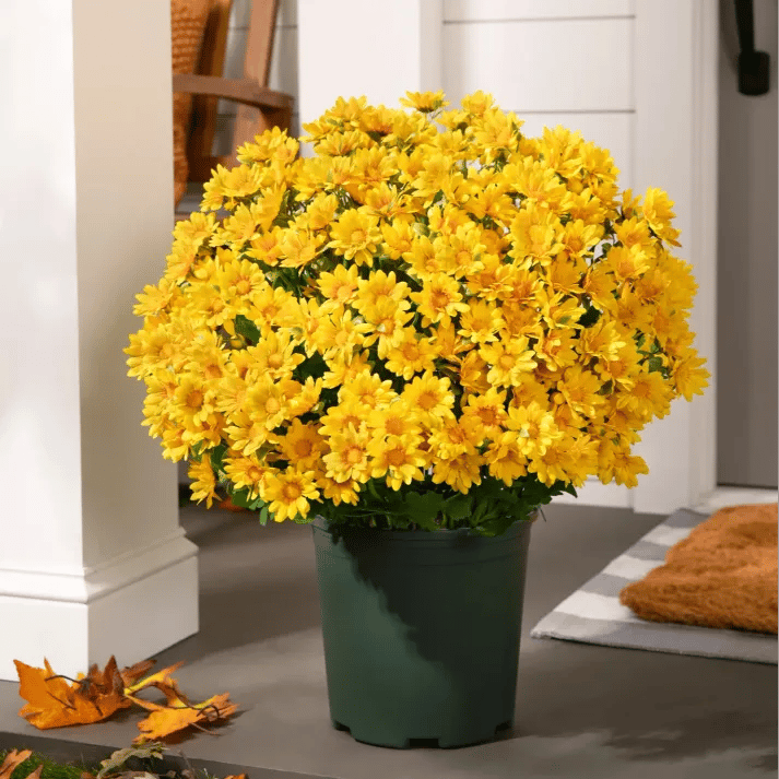 đ„Sista dagen! Endast 39 SEK styck â Konstgjorda utomhusblommor "Sunset Mums" â UV-bestĂ€ndiga, vattentĂ€ta och vindresistenta
