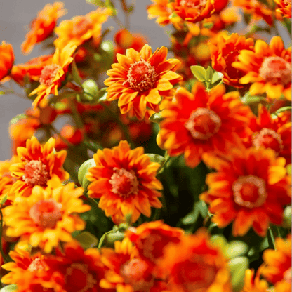 💥Sista dagen! Endast 39 SEK styck – Konstgjorda utomhusblommor "Sunset Mums" – UV-beständiga, vattentäta och vindresistenta