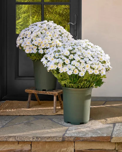 💥Sista dagen! Endast 39 SEK styck – Konstgjorda utomhusblommor "Sunset Mums" – UV-beständiga, vattentäta och vindresistenta
