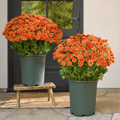 💥Sista dagen! Endast 39 SEK styck – Konstgjorda utomhusblommor "Sunset Mums" – UV-beständiga, vattentäta och vindresistenta