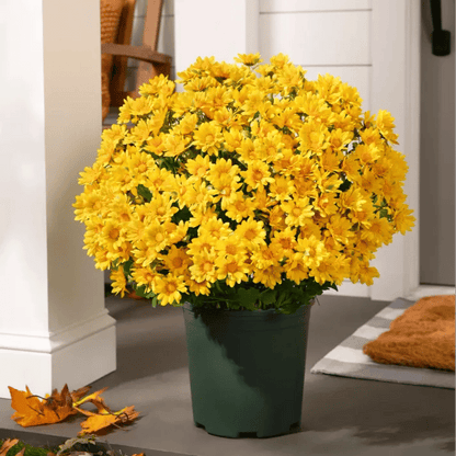 💥Sista dagen! Endast 39 SEK styck – Konstgjorda utomhusblommor "Sunset Mums" – UV-beständiga, vattentäta och vindresistenta